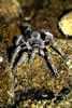 APHONOPELMA BORELLI 1